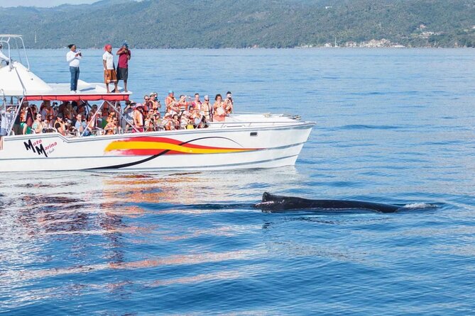 Full Day Bacardi Whale Watching - End Season March 30th - Getting back to Las Cañitas and your return to Punta Cana