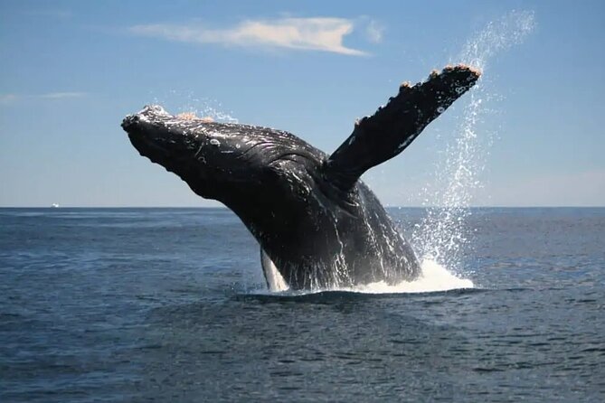 Full Day Bacardi Whale Watching - End Season March 30th - Price and value: what $165 buys you (and what it doesn’t)
