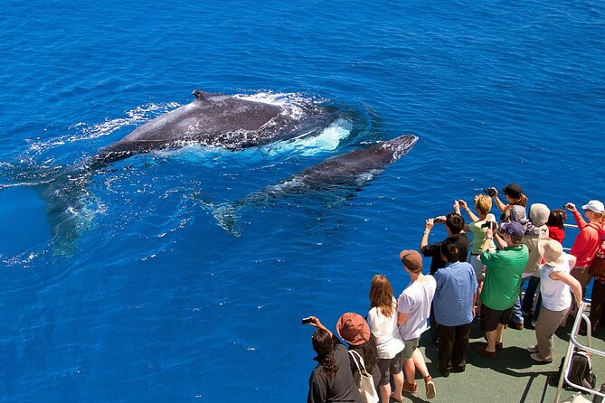 Full Day Bacardi Whale Watching - End Season March 30th - What to bring for a smoother sea-and-beach day