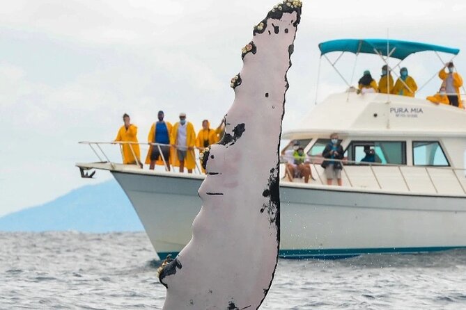 Full Day Bacardi Whale Watching - End Season March 30th - Whale Sanctuary stop: how the ~45 minutes works in real life