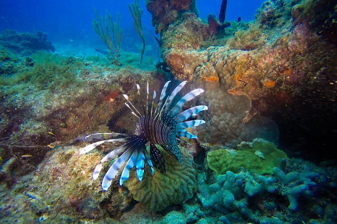 Full-Day Catalina Island Scuba Diving Tour from Punta Cana - Key points to know before you go