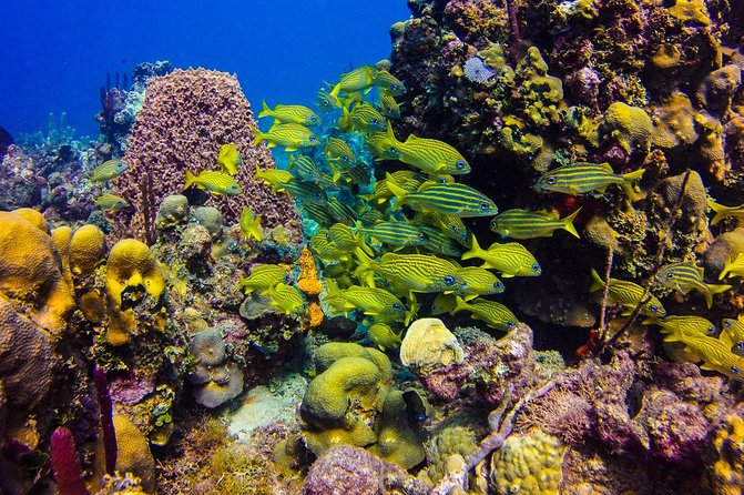 Full-Day Catalina Island Scuba Diving Tour from Punta Cana - Price and value: what $130.50 buys you in Punta Cana