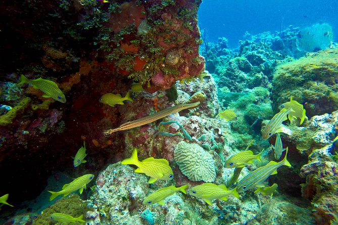 Full-Day Catalina Island Scuba Diving Tour from Punta Cana - Catalina beach break: BBQ lunch, loungers, snorkeling, and cocktails