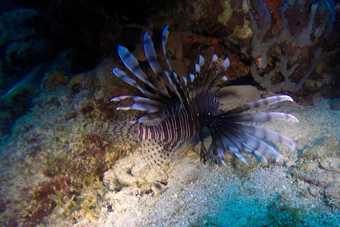 Full-Day Catalina Island Scuba Diving Tour from Punta Cana - Boat day details: what the moto catamaran ride feels like