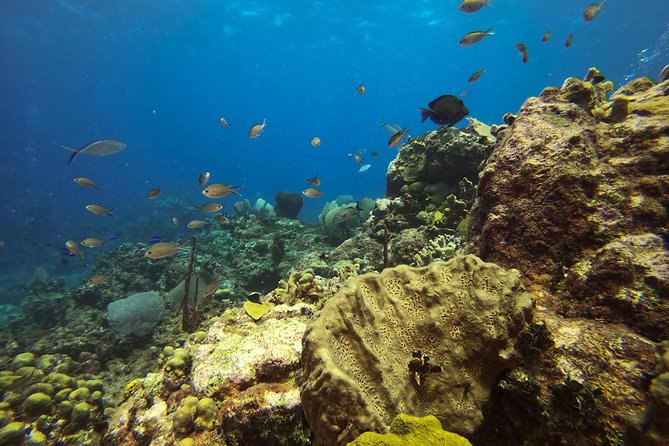 Full-Day Catalina Island Snorkeling Tour from Bavaro - Catalina Island Beach Time: Loungers, BBQ, and the Best Part of the Day