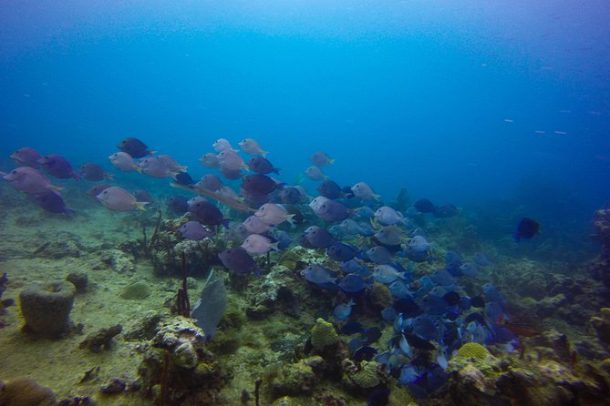 Full-Day Catalina Island Snorkeling Tour from Bavaro - Drinks and the Open-Bar Rules: Plan Your Hydration