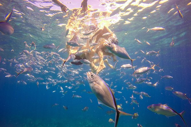 Full-Day Catalina Island Snorkeling Tour from Bavaro - Price Check: Why $72 Often Feels Fair
