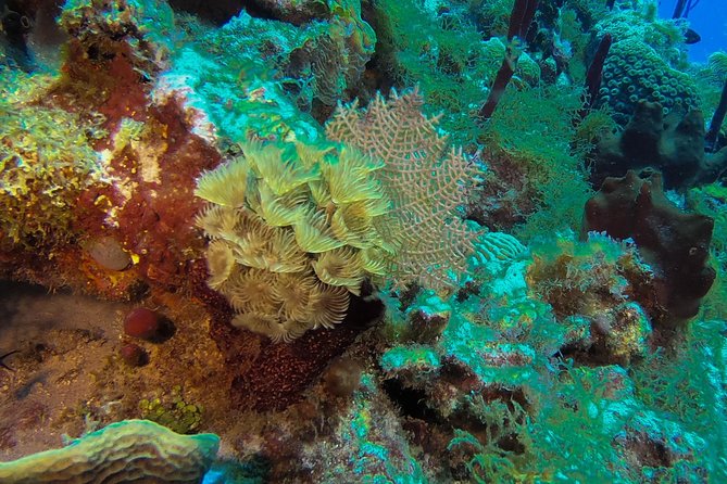 Full-Day Catalina Island Snorkeling Tour from La Romana - Catalina Island Full-Day Tour: The 9-Hour Reality Check