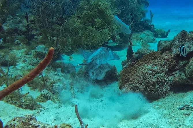 Full-Day Catalina Island Snorkeling Tour from La Romana - Paradise to The Wall: Where the Reef Time Matters