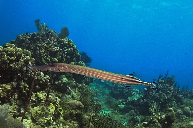 Full-Day Catalina Island Snorkeling Tour from La Romana - Eileen Speed Boat to the West-Side Beach: Lunch + Layout + Downtime