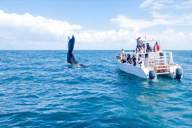 Full-Day Whale Watching Tour in Samana Bay from Cabeza de Toro - Key highlights you’ll feel on this tour