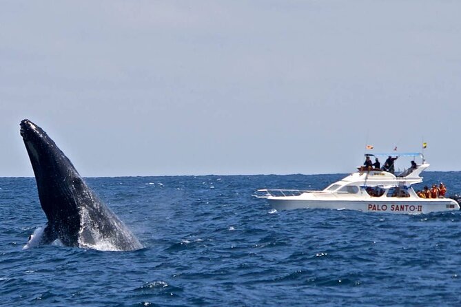 Full-Day Whale Watching Tour in Samana Bay from Cabeza de Toro - The 5-in-1 itinerary that keeps the day moving
