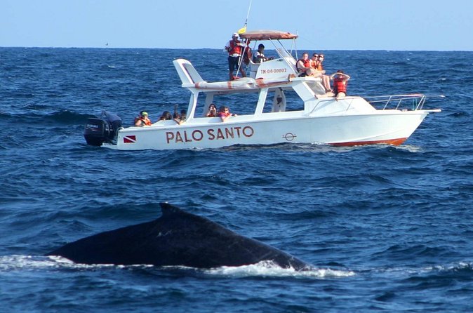 Full-Day Whale Watching Tour in Samana Bay from Cabeza de Toro - El Limón Waterfall: ranch lunch and a ride with real views