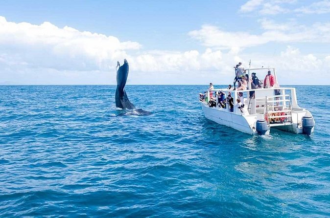 Full-Day Whale Watching Tour in Samana Bay from Cabeza de Toro - Should you book this whale-and-waterfall combo?