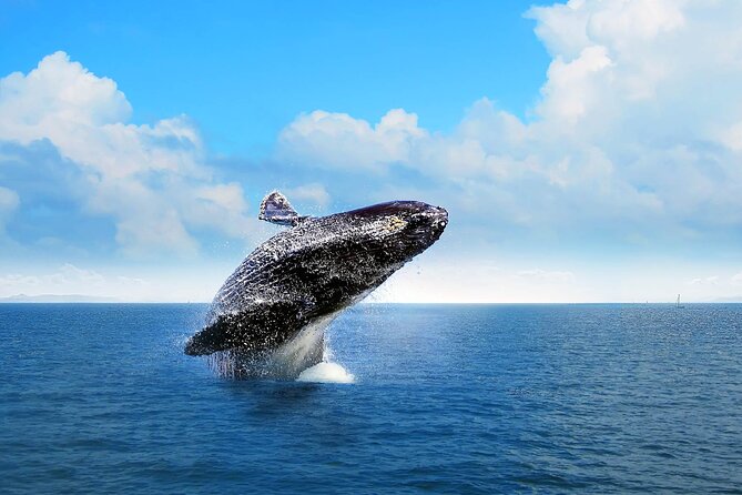 Full-day Whale watching Tour in Samana Bay from Punta Cana - Key Highlights to Know Before You Go