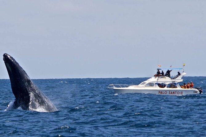 Full-day Whale watching Tour in Samana Bay from Punta Cana - Price and Value: Does $150 Really Make Sense?
