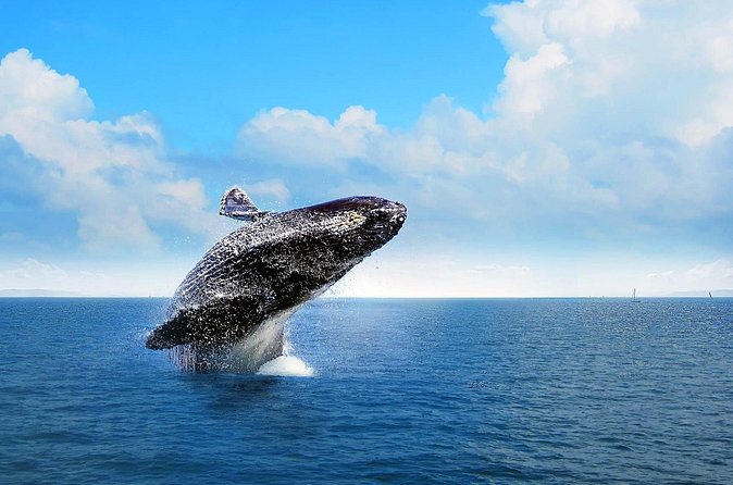 Full-day Whale watching Tour in Samana Bay from Punta Cana - Should You Book This Whale Watching Tour?