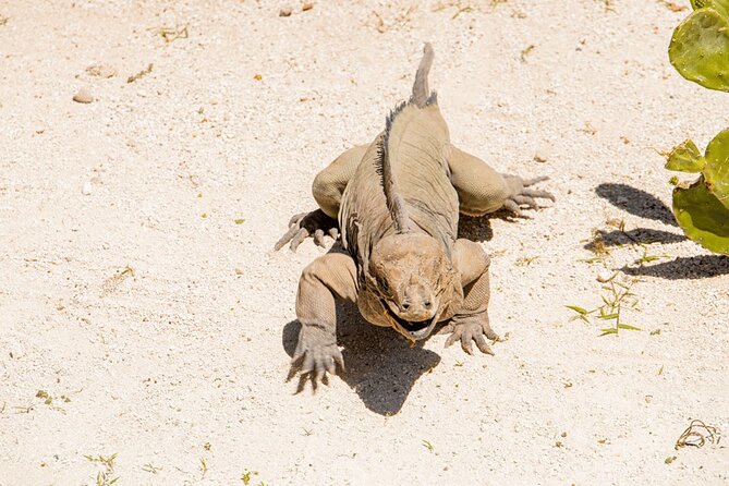 Golf Cart Eco Tour Half Day Tour - Indigenous Eyes Ecological Reserve: Clear Water, Short Trails, Big Nature