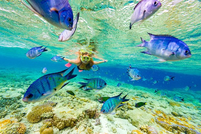 Great Snorkeling Cruise with Sharks & Stingray Encounter and Natural Pool - The sharks & stingrays encounter: how to set expectations