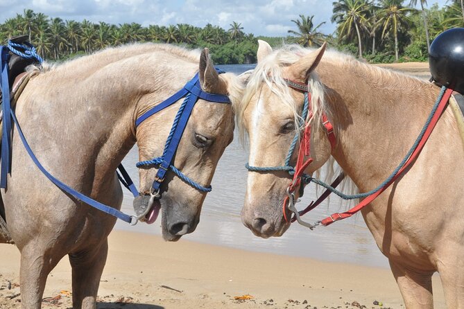 Half Day Buggies and Horseback Experience in Punta Cana - Driving Your Own Buggy: Mud, Steep Terrain, and Expectation Setting