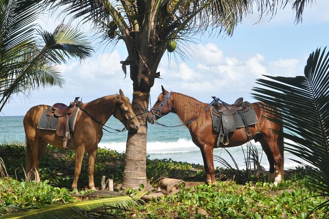 Half Day Buggies and Horseback Experience in Punta Cana - Underground Water Cave Stop: The Most Unexpected Break