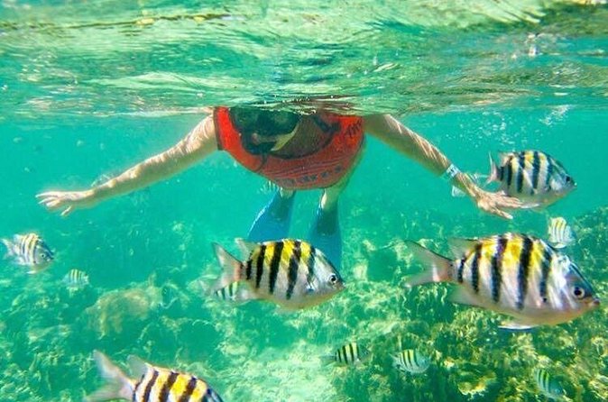 Half Day Catamaran & Snorkeling - Snorkeling in Punta Cana: gear, fish, and the calm natural pool stop