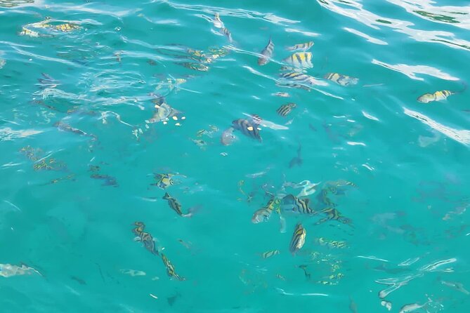 Half-day Private Catamaran Trip with Snorkeling - What to Watch For Before You Book