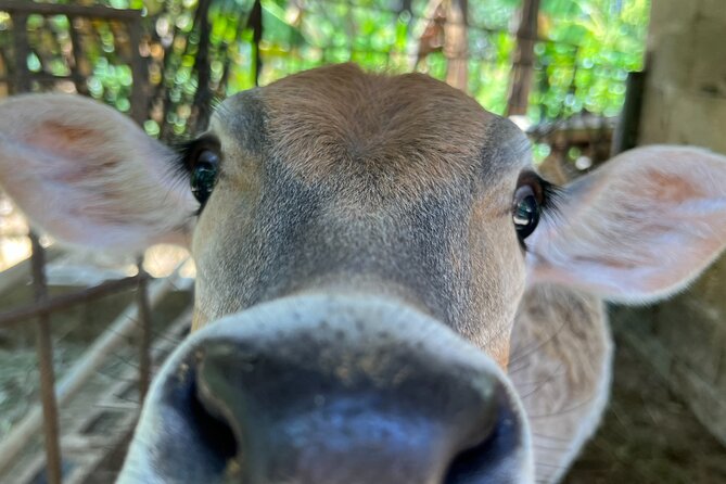 Half Day Safari and ATV or horses from Punta Cana - Playa Limon: beach time that feels long enough