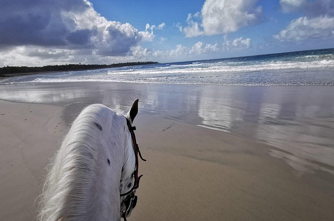 Horse Riding Experience through El Limon Beach - Pickup, timing, and a 4.5-hour day that won’t steal your whole vacation