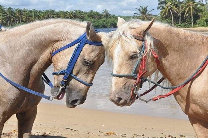 Horseback Riding to Maimon River from Punta Cana - Through Caribbean Beaches, Viewpoints, and Countryside Trails