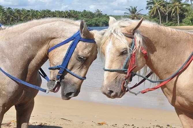 Horseback Riding to Maimon River from Punta Cana - The Maimon River Mouth Stop: Fishermen, Fresh vs. Salt Swim