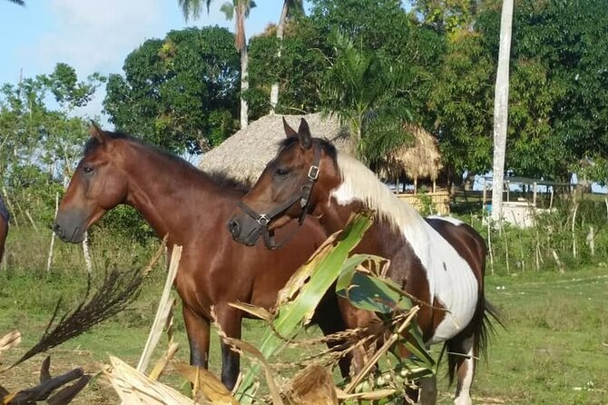 Horseback Riding with Pickup from Punta Cana - What happens at the ranch shop and candy stop