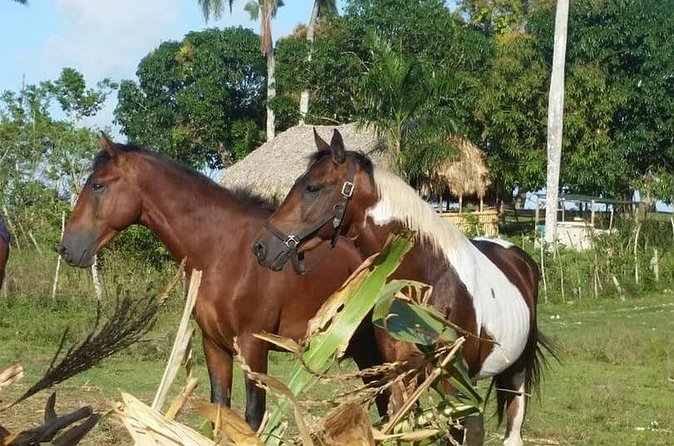 Horseback Riding with Pickup from Punta Cana - Price and value: how $65 per person stacks up
