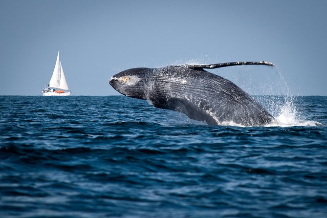 Humpback whales Watching + Samana Eco-Tour - Key things to know before you go