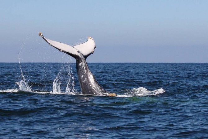 Humpback whales Watching + Samana Eco-Tour - The Whale Watching Cruise: Samana Bay and the hunt for humpbacks