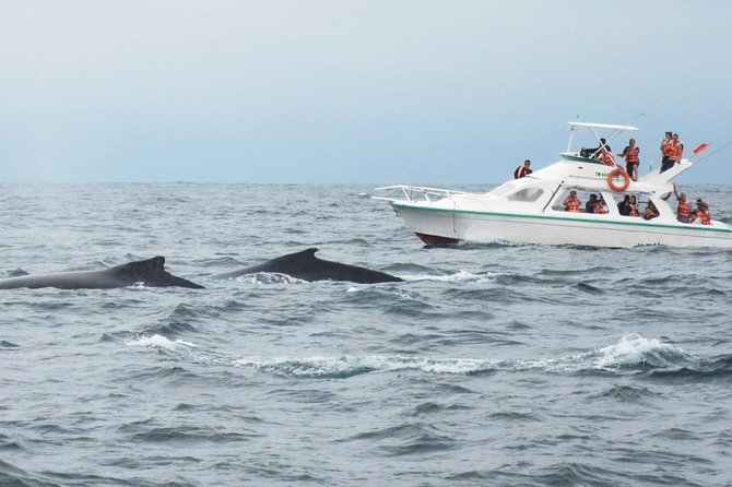 Humpback whales Watching + Samana Eco-Tour - Should you book Humpback Whales Watching + Samana Eco-Tour?