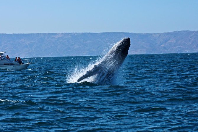 Humpback whales Watching + Samana Eco-Tour - Stop-by-Stop Breakdown: what each place is really doing for your day
