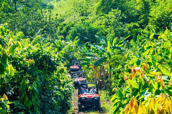 Jungle Buggies + Ziplines Adventures - The food stops: coconut house, coffee and chocolate, and lunch that keeps you going