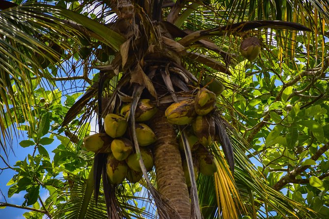 Let's do hiking in Punta Cana - Farm Stop Coffee and Chocolate: The Culture Bit You’ll Remember