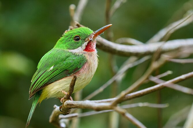Los Haitises National Park Tour from Punta Cana Montana Redonda and Cano Hondo - What You’re Really Paying For: Price and Inclusions