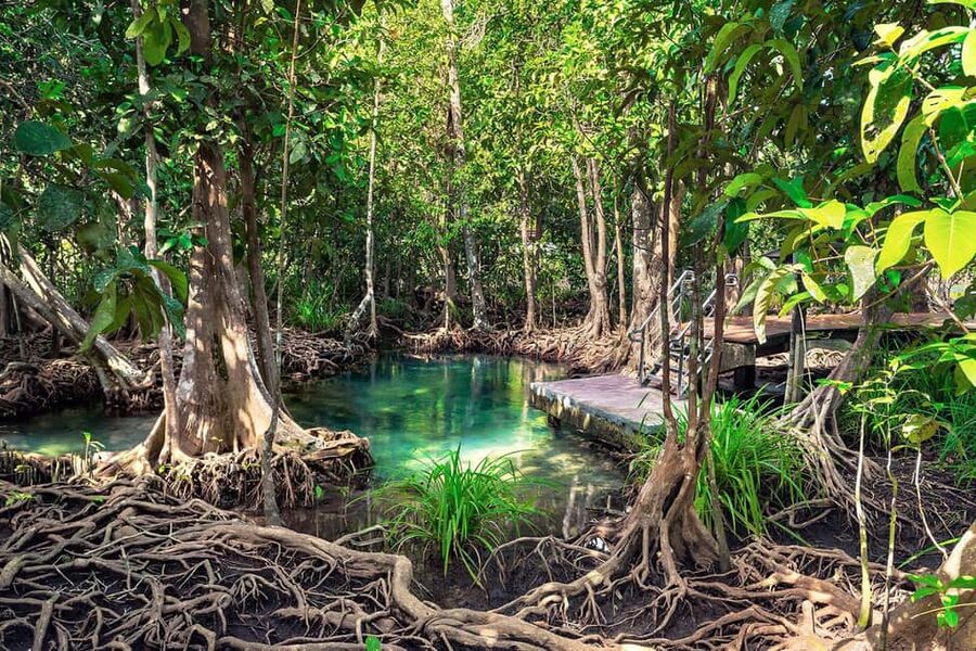 Mangroves, Mogotes and Mountains from Punta Cana - Los Haitises National Park on Foot: Mogotes, Caves, and Taino Marks
