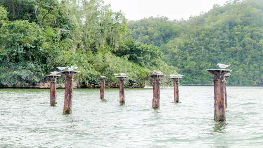 Mangroves, Mogotes and Mountains from Punta Cana - San Lorenzo Bay and Cayo de los Pájaros: Bird Watching With Real Energy