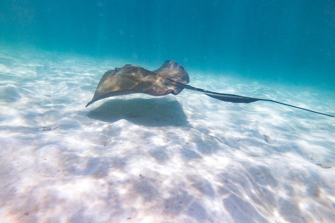 Marinarium Snorkeling Cruise from Punta Cana - Swim-up bar and snacks: the half-day rhythm