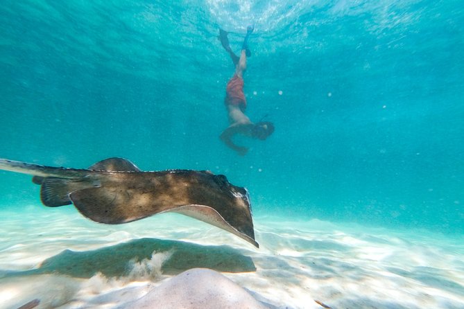 Marinarium Snorkeling Cruise from Punta Cana - Pickup, group size, and avoiding transportation headaches