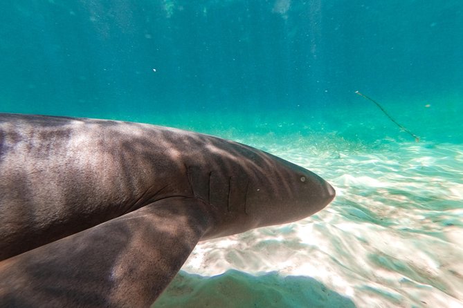 Marinarium Snorkeling Cruise from Punta Cana - Is it worth $115? A value check for a half-day cruise