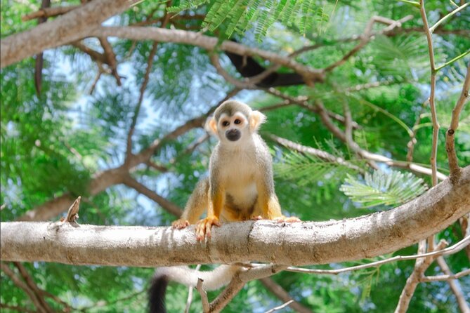 Monkey House VIP Experience with 4 species of monkeys, Punta Cana - Your 2.5-Hour Plan in Punta Cana (and Where the Time Goes)