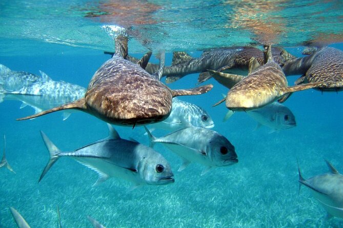 Pirates of the Caribbean Cruise- Snorkel, Sharks & Stingrays - The ride to the coast: comfort, countryside views, and a photo warning