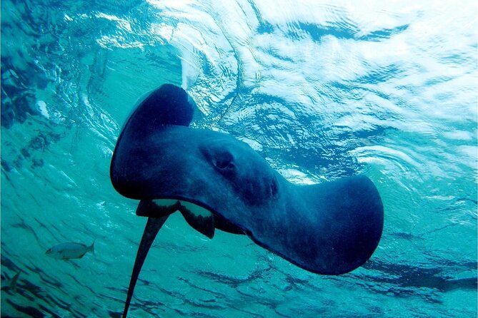 Pirates of the Caribbean Cruise- Snorkel, Sharks & Stingrays - Value check: is $109 a good deal for this kind of day?