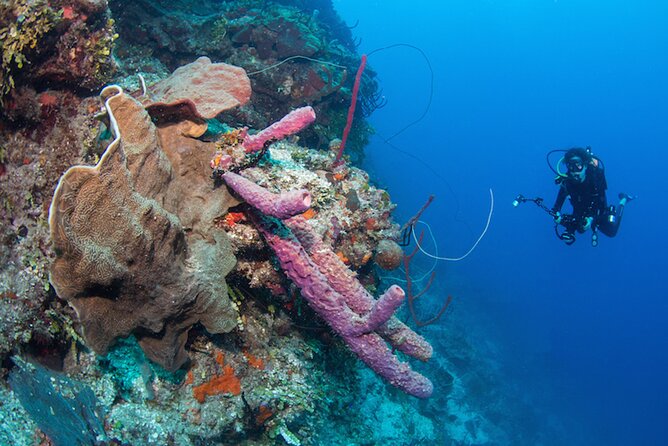 Private Bayahibe 3 Tank Diving with Lunch from Punta Cana - How the guide picks the sites (and why you should trust that)