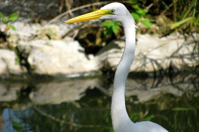 Private Boat Nature Tour of Limón Beach and Lagoon - How the 9:00 am start works (and why the private setup helps)